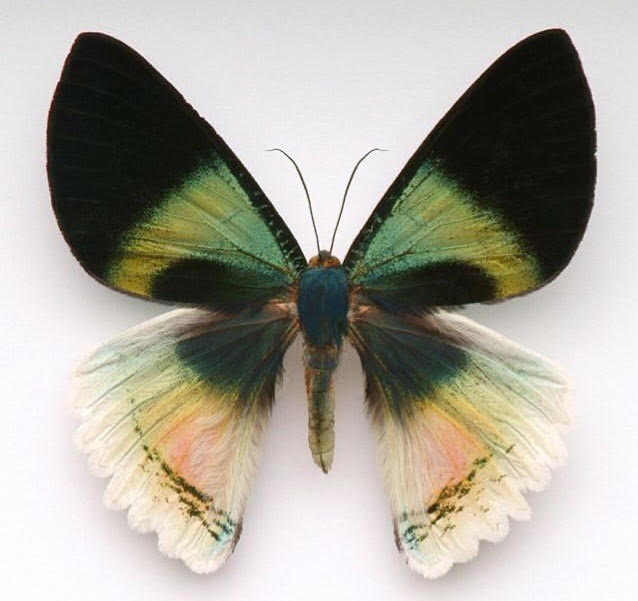 Butterfly with green, yellow, and pink wings on a pale background